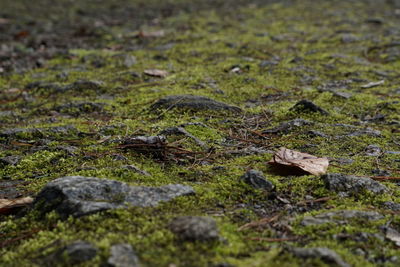 Moss on field at forest
