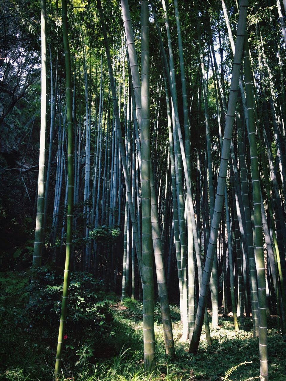 tree, tree trunk, forest, woodland, tranquility, growth, nature, tranquil scene, beauty in nature, scenics, sunlight, non-urban scene, landscape, branch, green color, tall - high, day, outdoors, abundance, idyllic