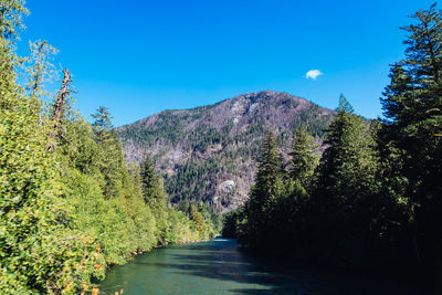 Scenic view of forest against clear blue sky