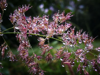 Close-up of wet purple flowering plants