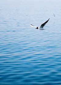 Bird flying over water