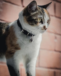 Close-up of a cat looking away