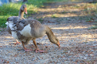 Close up body brown goose is walking in farm at thailand