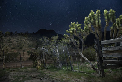 Long exposure night light paintings of joshua trees near virgin