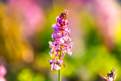 Close-up of pink flowering plant