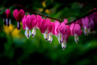 Close-up of pink flowers