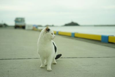 A cat living in tottori port taken with old lens, jupiter8