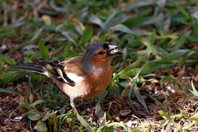 Close-up of a bird perching on a field