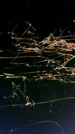 Close-up of spider on web against black background