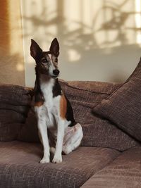 Portrait of dog sitting on sofa at home