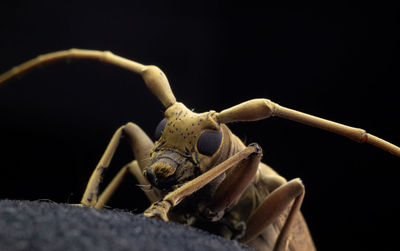 Close-up of insect