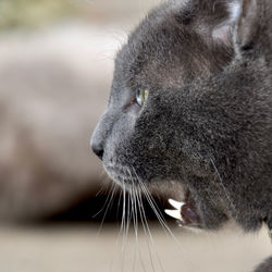 Close-up of angry cat showing teeth 