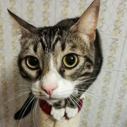 Close-up portrait of cat