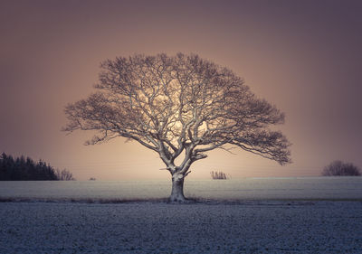 A misty landscape with a snowfall during the sunrise. rural landscape of snowstorm in the morning. 