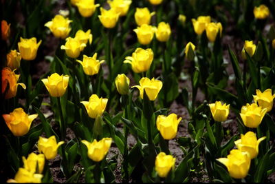 Close-up of yellow crocus flowers blooming on field