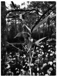 Close-up of flower tree in forest