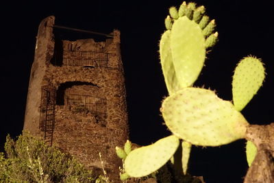 View of trees at night