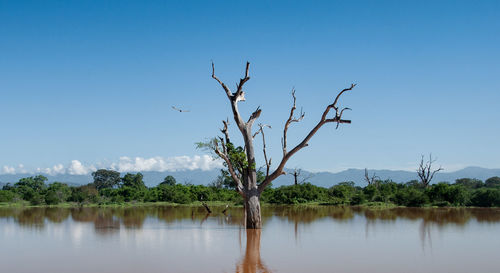 Scenic view of lake by trees against clear sky