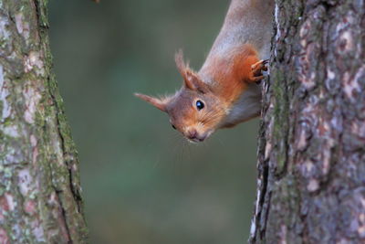 Close-up of squirrel on tree trunk