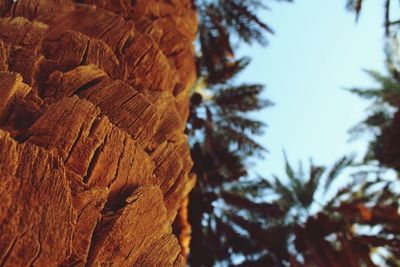 Low angle view of tree against sky