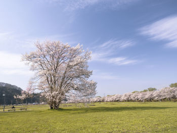 Tree on field against sky