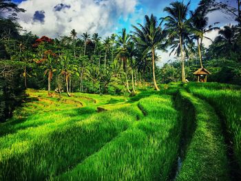 Scenic view of agricultural field against sky