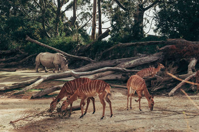 African gazels grazing in a field