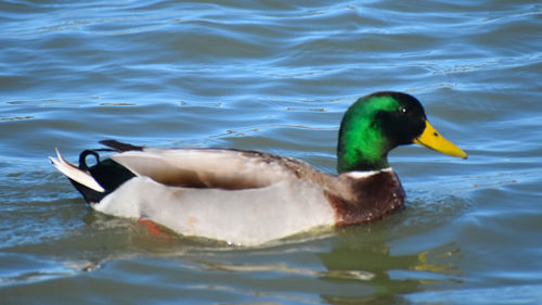 Close-up of duck swimming in lake