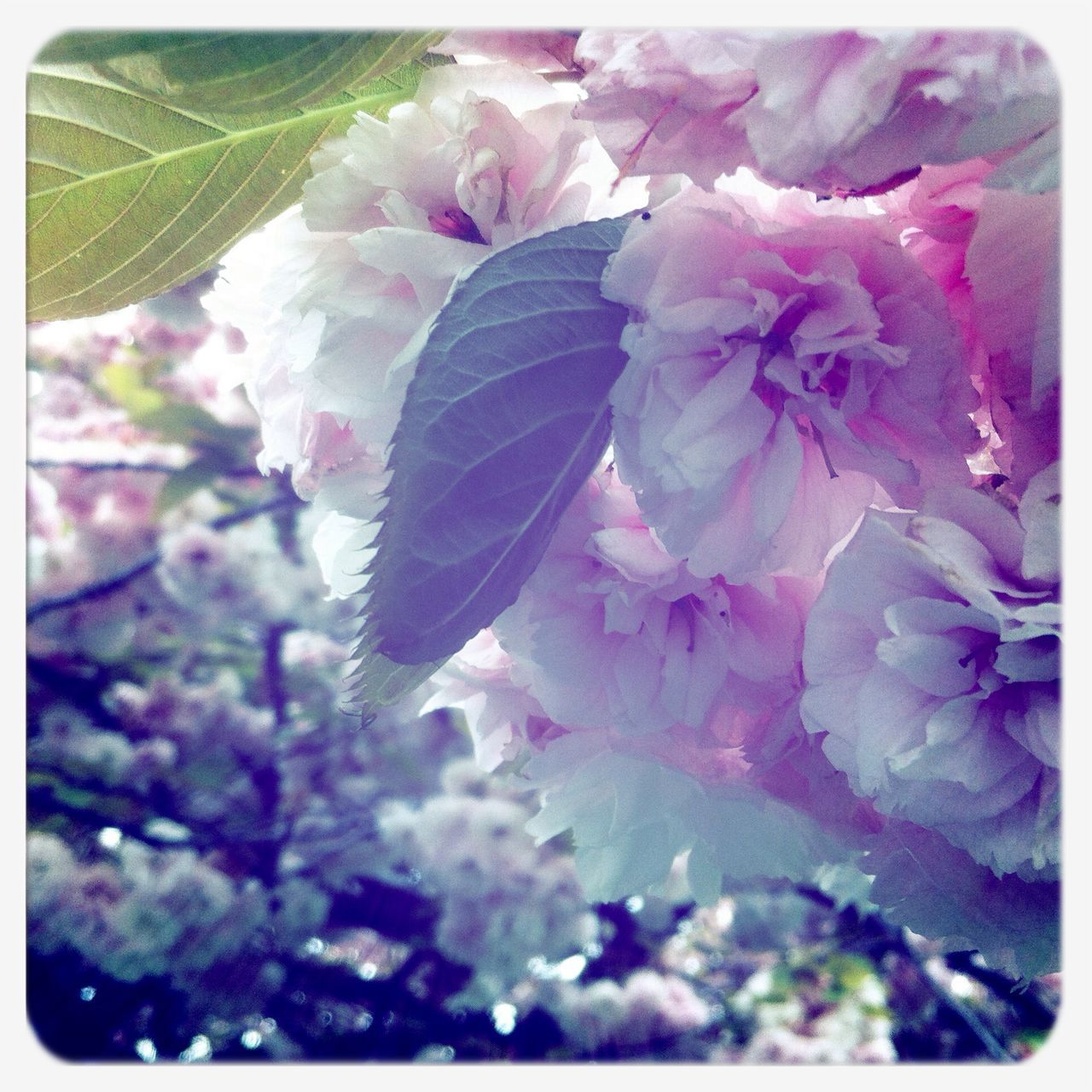 CLOSE-UP OF PINK FLOWERS BLOOMING OUTDOORS