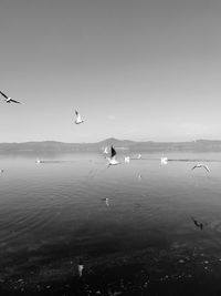 Seagulls flying over sea against sky