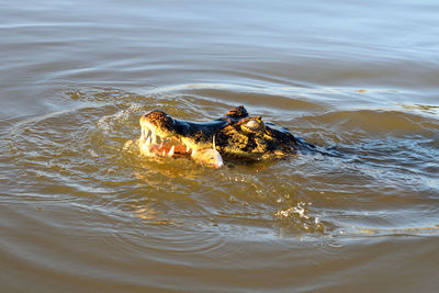 High angle view of duck swimming in water