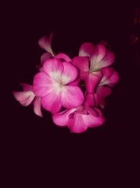 Close-up of pink flower over black background