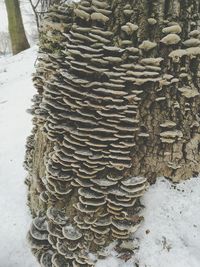 Close-up high angle view of tree