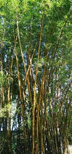 Low angle view of bamboo trees in forest