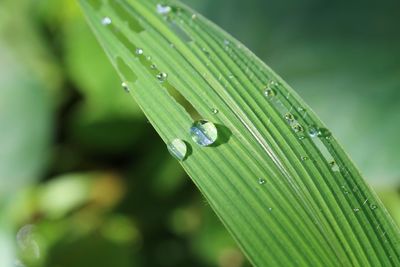 Close-up of insect on wet leaf