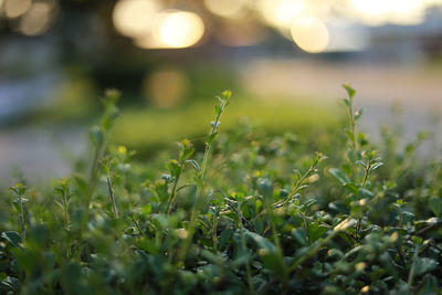 Close-up of plants growing on field