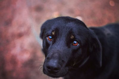 Close-up portrait of black dog