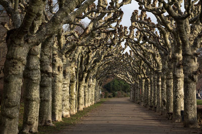 View of trees