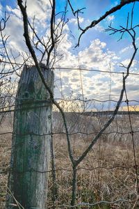 Bare trees against sky