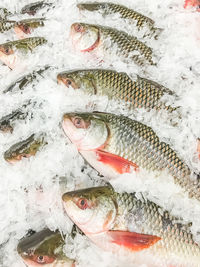 Close-up of fish for sale in market