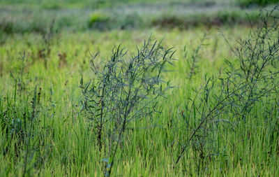 Plants growing in field