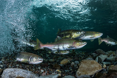 Pink salmon's run in rausu, hokkaido , japan