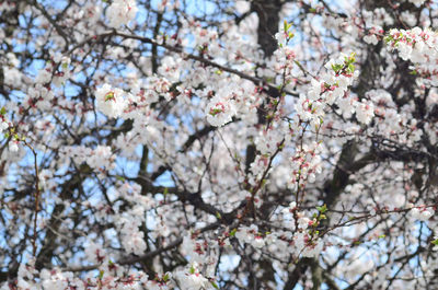 Low angle view of cherry blossom tree