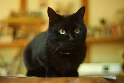 Portrait of black cat in woody room