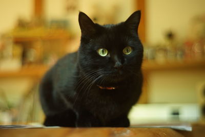 Portrait of black cat