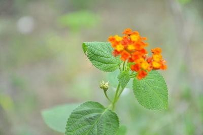 Close-up of small plant