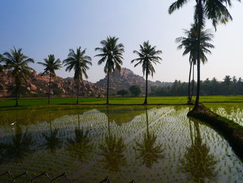 Scenic view of palm trees on field against sky