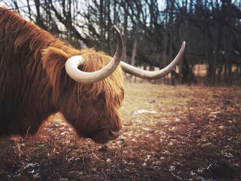 Cow in a field