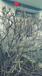 Close-up of bare tree against sky