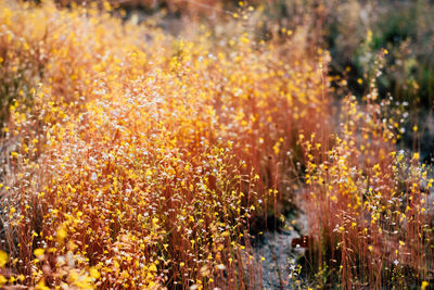 View of flowering plants in garden